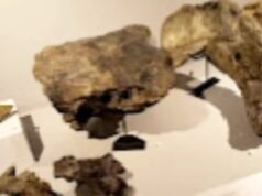 Museum Rajekwesi Bojonegoro Simpan Fosil Hiu Purba dan Prasasti Kuno