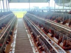 BUMDesa Kaliombo Purwosari Bojonegoro Raup Sukses dari 2.000 Ayam Petelur, PAD Desa Ikut Melonjak