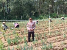 Menuju Swasembada Bawang Putih, Polres Magetan Perkuat Pendampingan Petani Plaosan