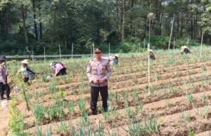 Menuju Swasembada Bawang Putih, Polres Magetan Perkuat Pendampingan Petani Plaosan