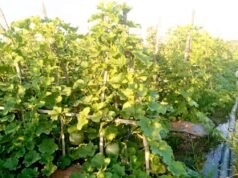 Semangka Jubellor Sugio Lamongan Tumbuh Subur, Petani Optimistis Panen Melimpah
