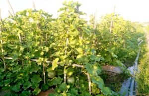 Semangka Jubellor Sugio Lamongan Tumbuh Subur, Petani Optimistis Panen Melimpah
