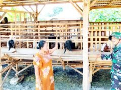 TMMD 129 Bojonegoro, Babinsa Kesongo Sambangi Peternak Kambing