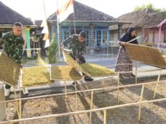 TMMD Bojonegoro, Prajurit TNI Turun Tangan Bantu Petani Rajang Daun Tembakau