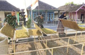 TMMD Bojonegoro, Prajurit TNI Turun Tangan Bantu Petani Rajang Daun Tembakau
