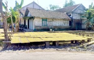 Harga Tembakau Kering di Kedungadem Bojonegoro Tembus Rp39 Ribu, Petani Sumringah