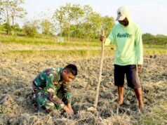 Bukan Cuma Bangun Jalan, TNI di TMMD Bojonegoro Ikut Tanam Tembakau