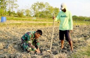 Bukan Cuma Bangun Jalan, TNI di TMMD Bojonegoro Ikut Tanam Tembakau